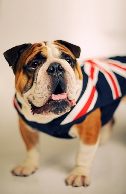 Bulldogs and Mastiff (breeds and photos)