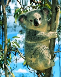 Самые красивые животные Австралии (Топ-14)