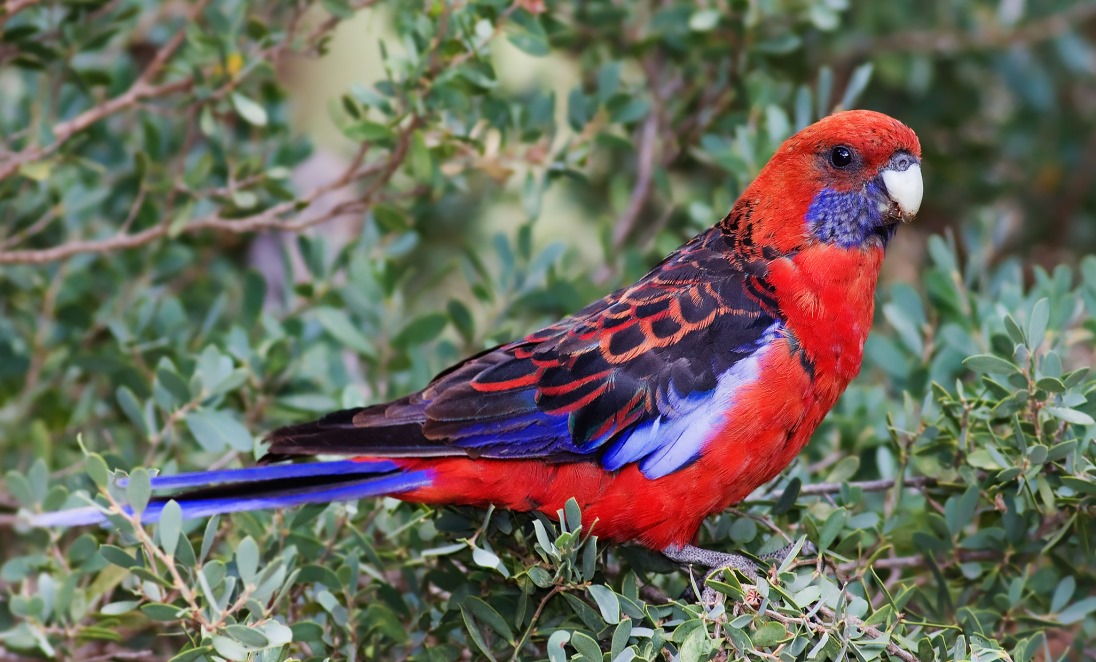 попугай Красная Розелла фото, Австралийские попугаи фото