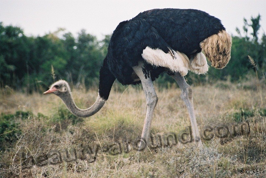 Африканский страус фото красивых птиц