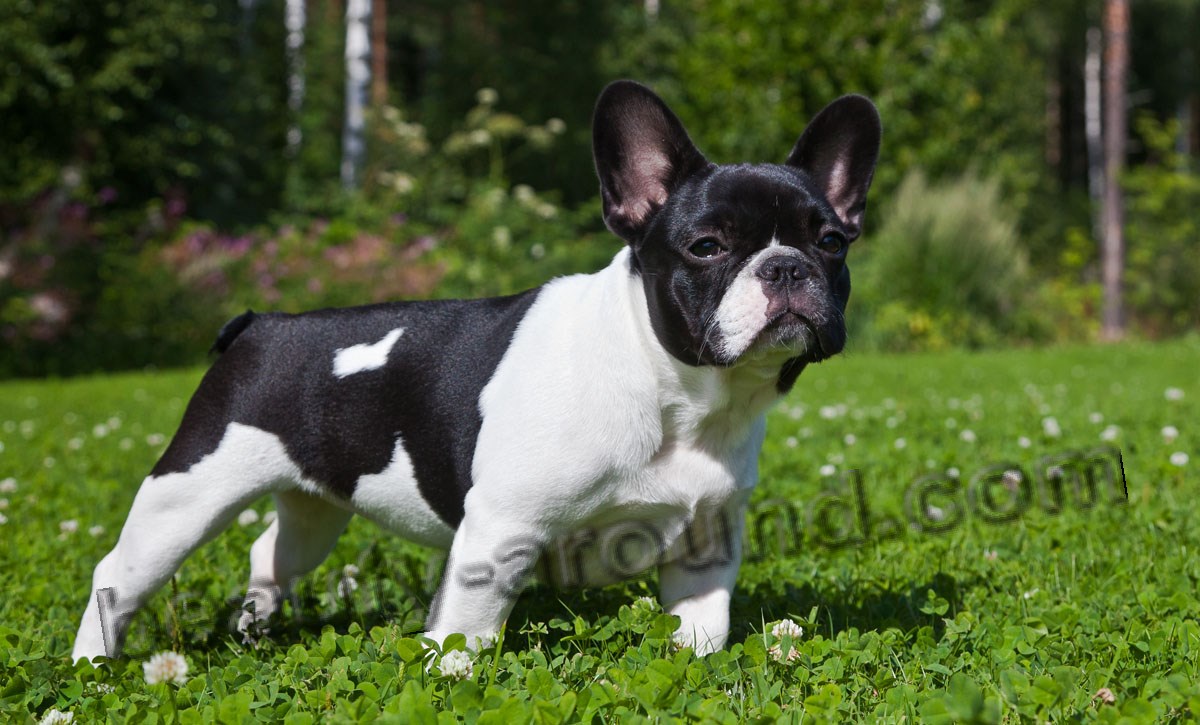 French Bulldog photo