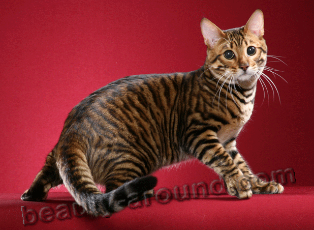 Toyger beautiful cat breeds photos