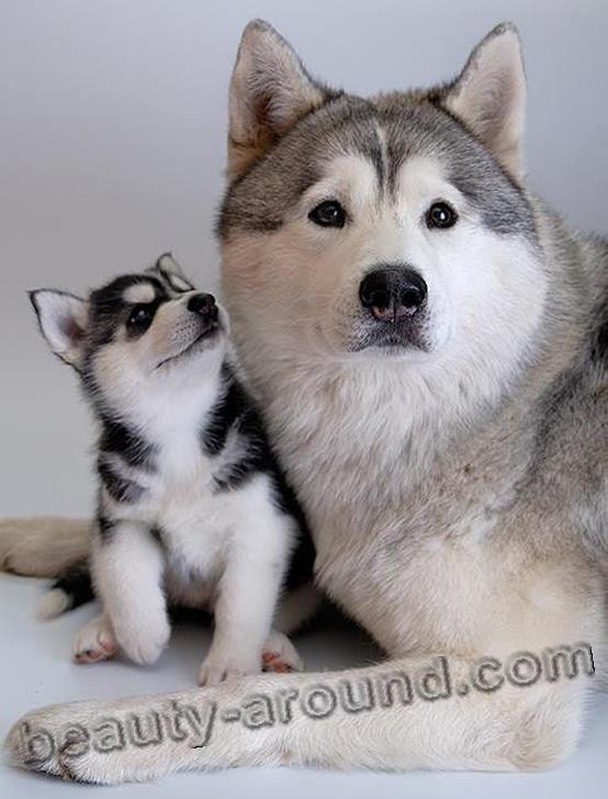 Siberian Husky Beautiful photos of dog breeds