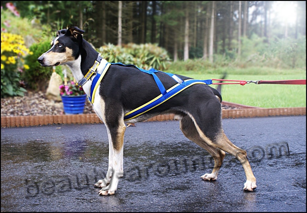 Sled dog harness photo