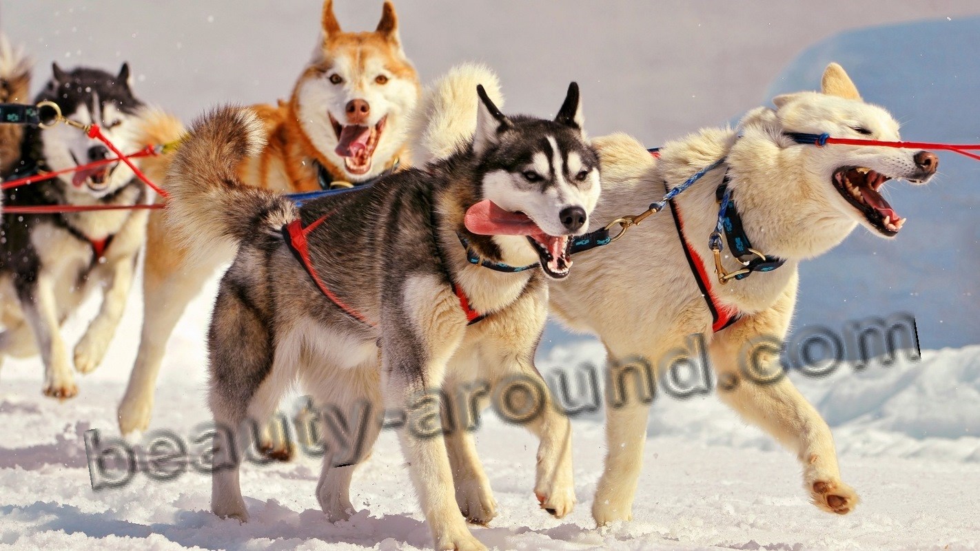 Sled dog team photo