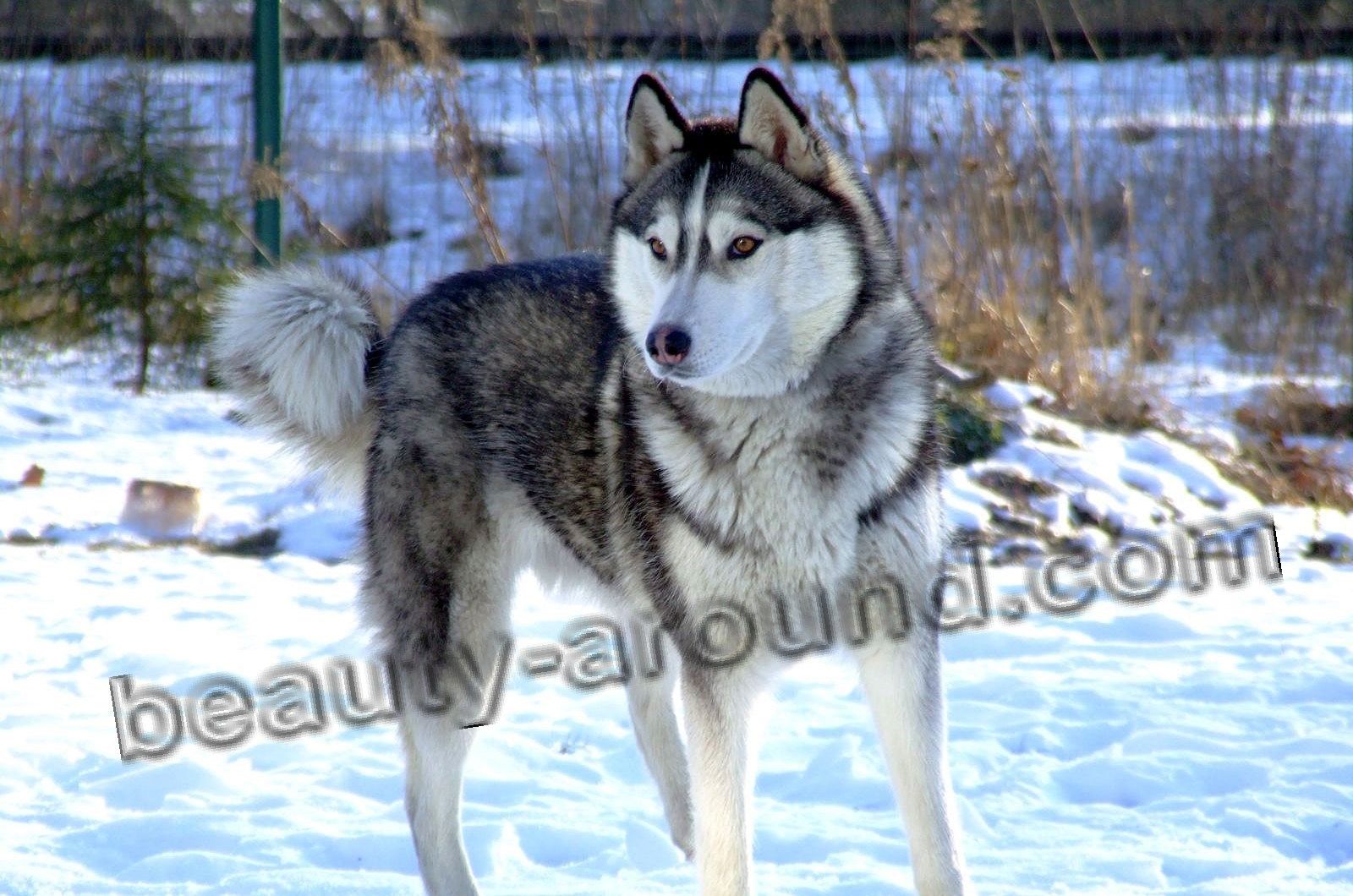 Siberian Husky beautiful sled dog photo