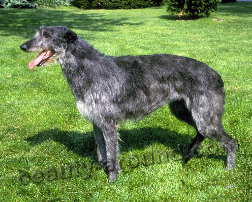 Hunting dog Scottish Deerhound photo