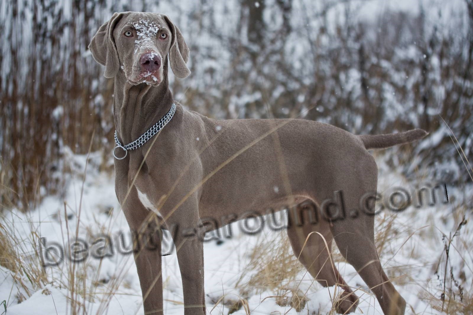 Weimaraner beautiful hunting dog photo
