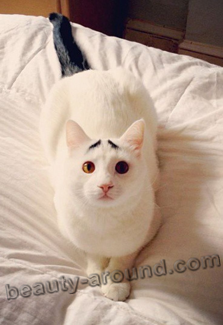 Сэм белый кот с бровями фото