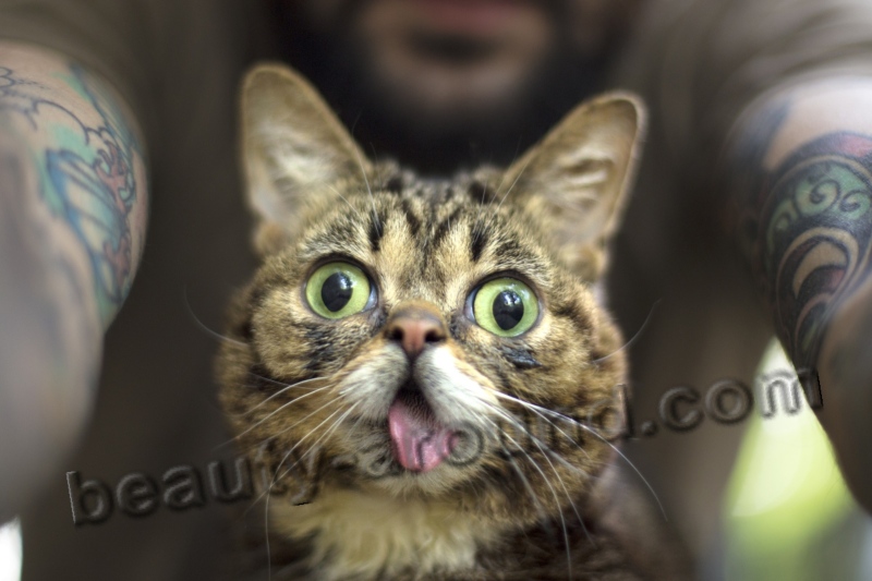 Lil Bub kitty that always show you her tongue photo