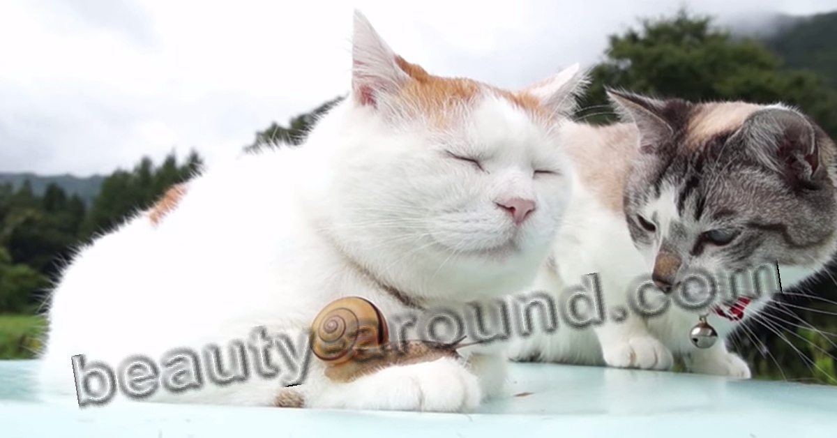 Широнеко самый сонливый кот фото