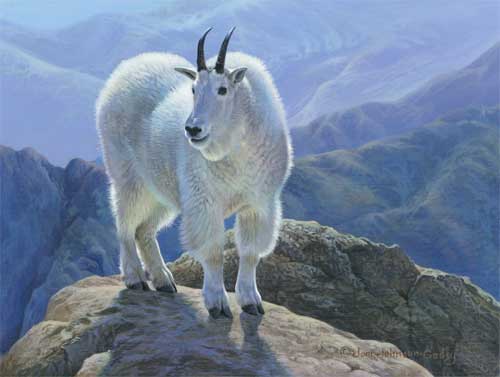 0035-Mountain-Goat
