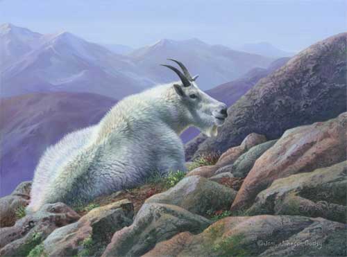 0042-Mountain-Goat