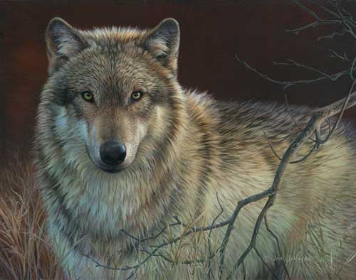 0043-gray-wolf