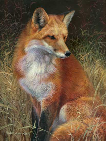 0054-red-fox