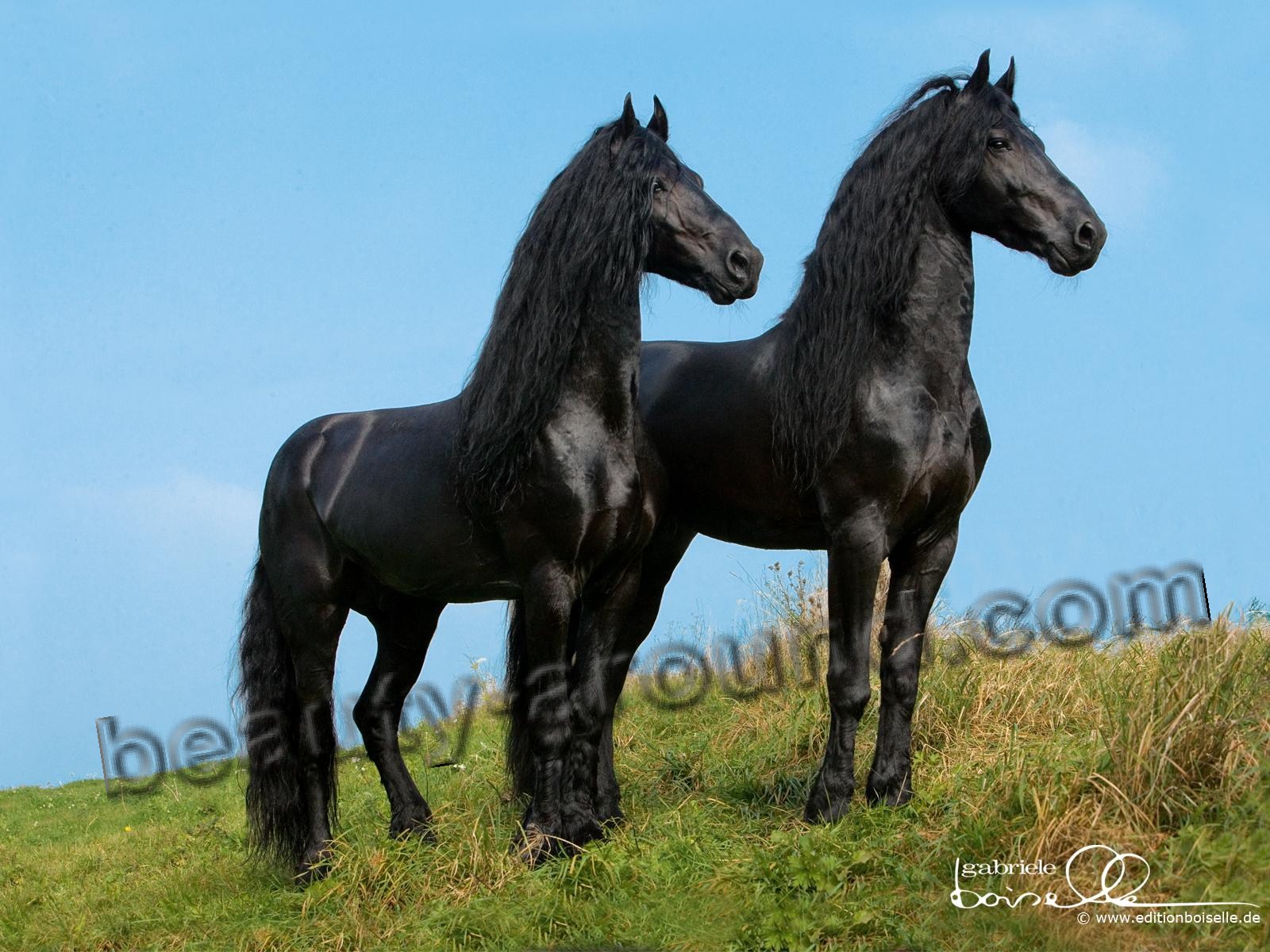 Фризская лошадь (Фриз) самая красивая лошадь