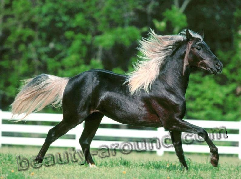 Лошадь Скалистых гор (Рокки-Маунтин) лошадь