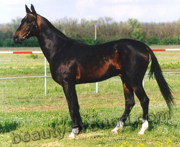 Ахалтекинская лошадь (ахалтекинец) 