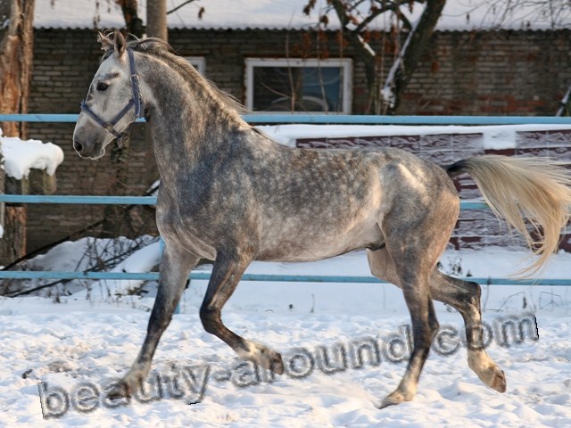 Orlov Trotter most beautiful horse breeds photos