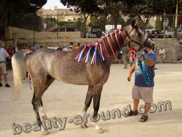 Arabian persian horse most beautiful horse breeds photos