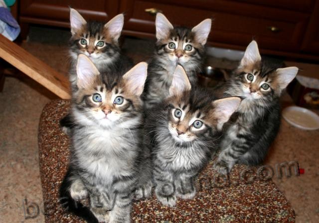 maine coon kittens photos