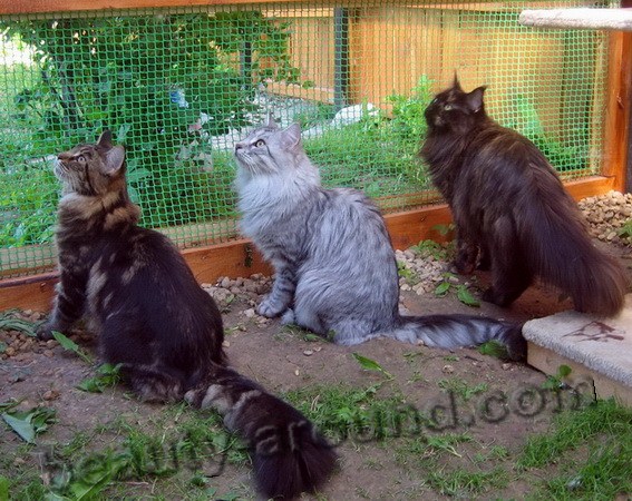 maine coon photos pictures, watch a video about the Maine Coon