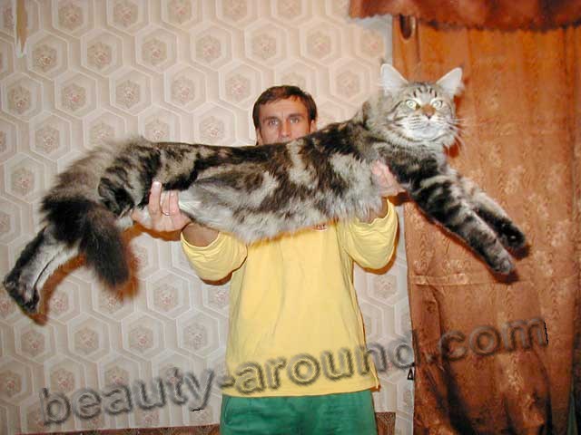 maine coon photos pics, Maine Coon on the hands with the owner, maine coon photos, maine coon kittens, maine coon pictures, maine coon cat kittens, the largest cat in the world