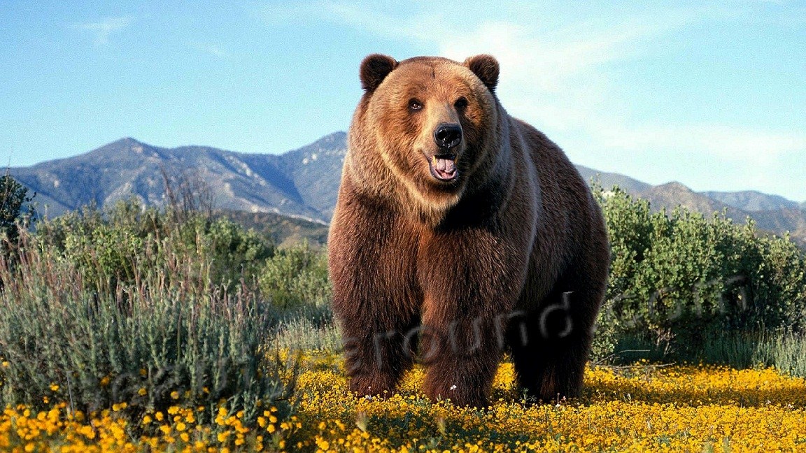 Grizzly bear beautiful bear photos