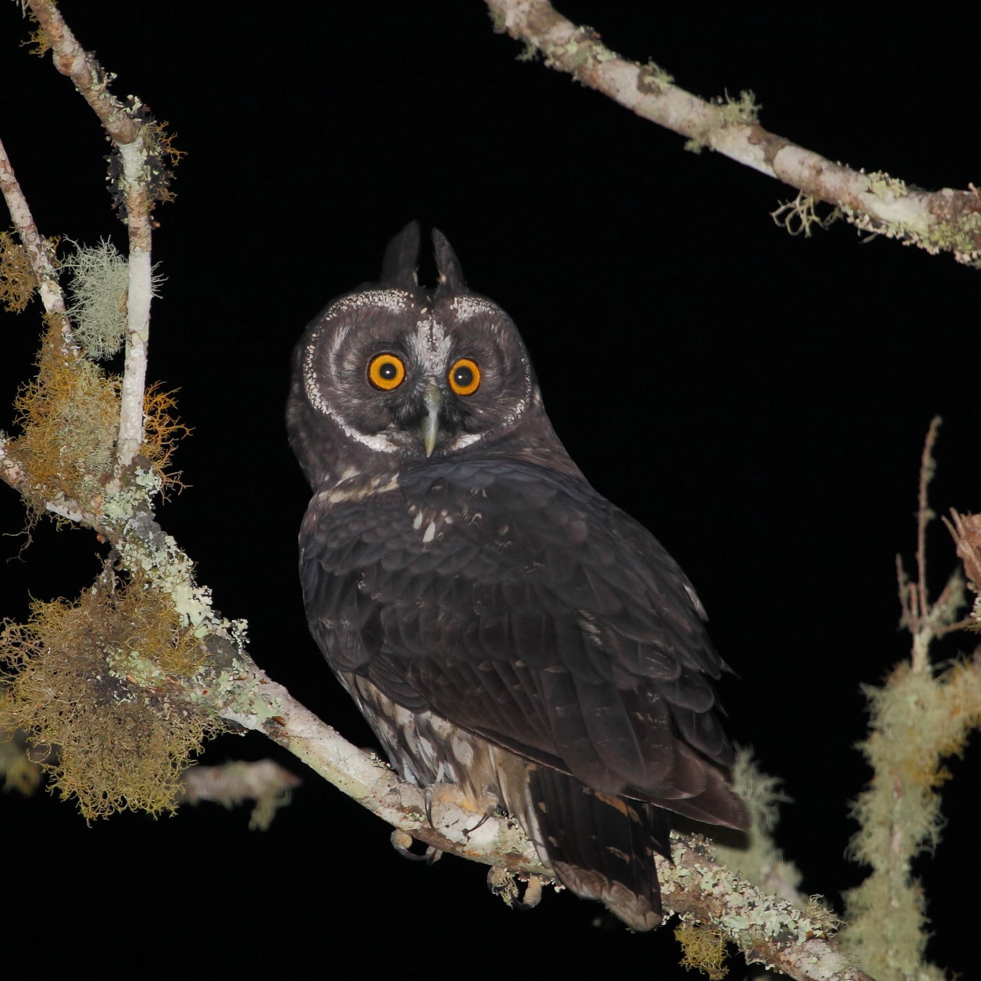 Stygian owl photo