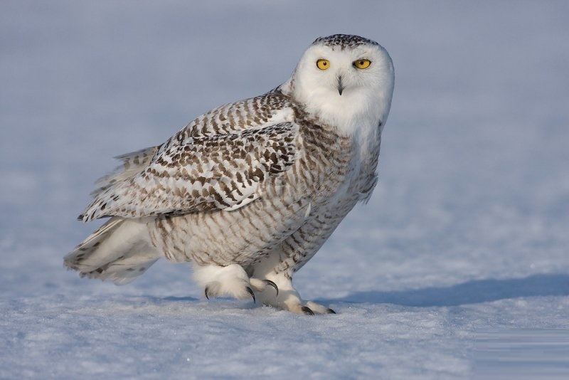 Snowy owl photo