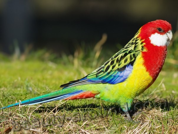 Желтощёкая розелла самые красивые попугаи фото