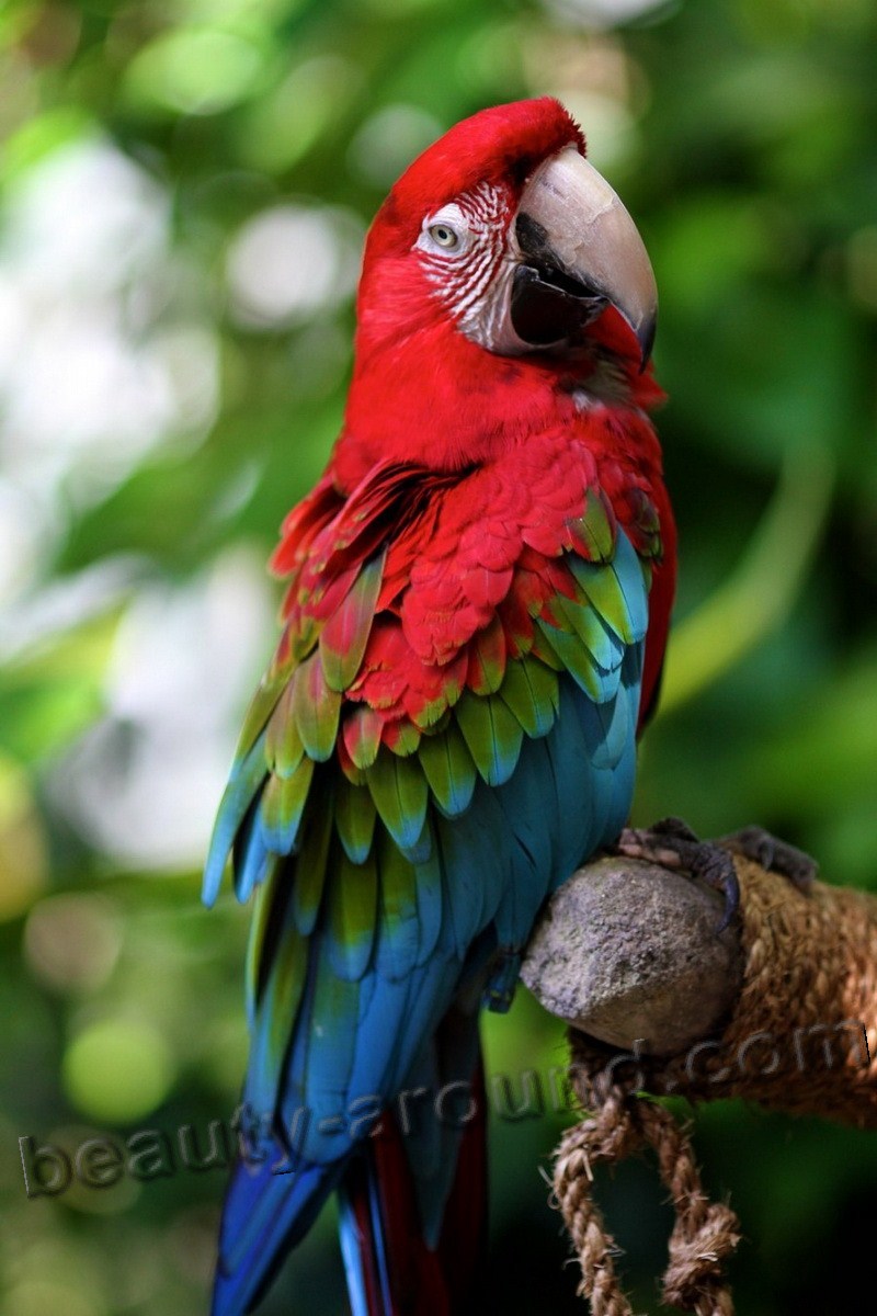 Ара красный самые красивые попугаи фото