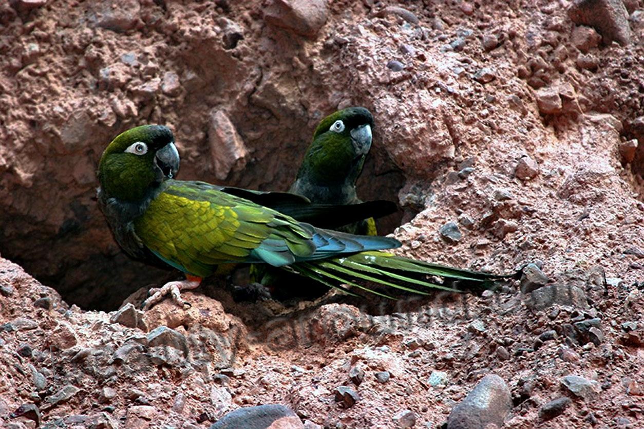 Скалистый (патагонский) попугай самые красивые попугаи фото