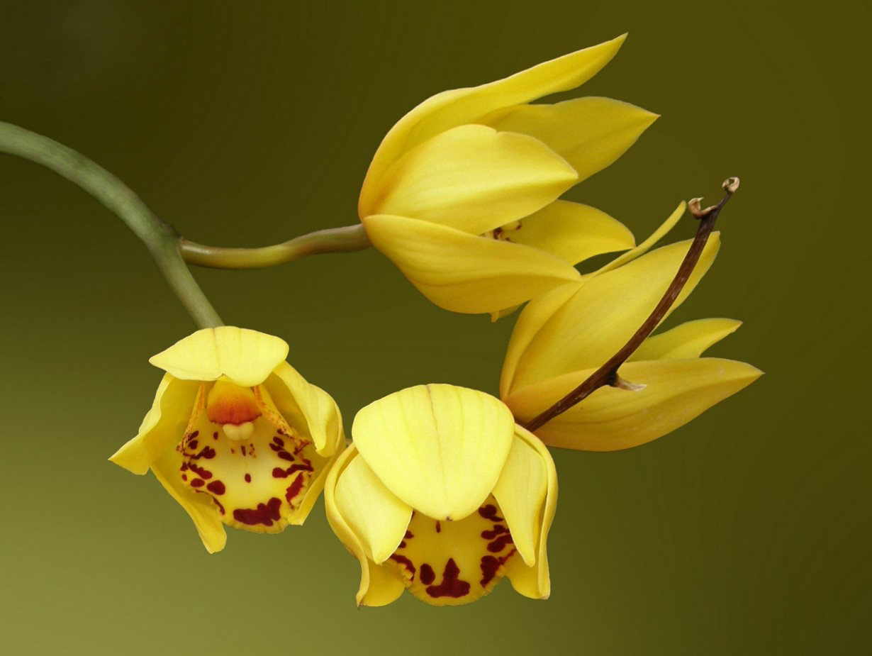 Top10 Prettiest Flowers in the World