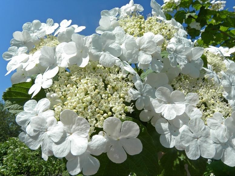 Top10 Prettiest Flowers in the World