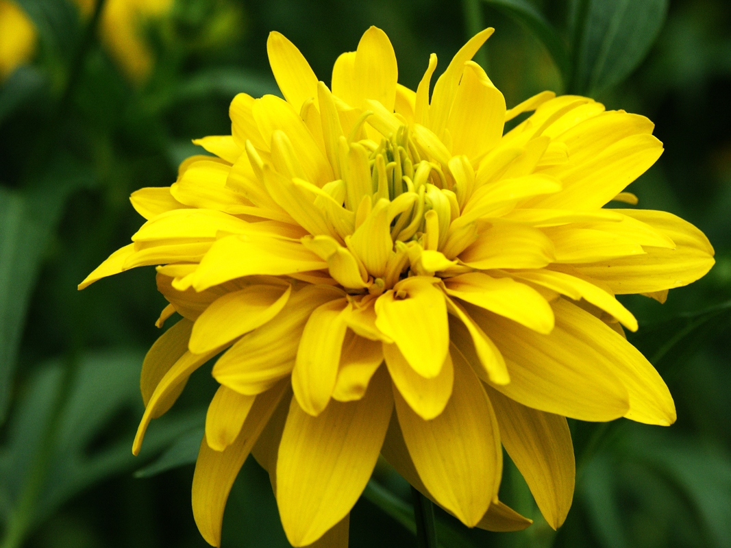 Top10 Prettiest Flowers in the World