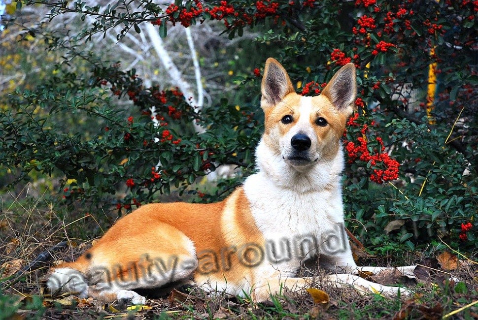 Canaan Dog picture