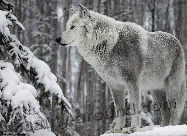 Волк (серый волк или обыкновенный волк)