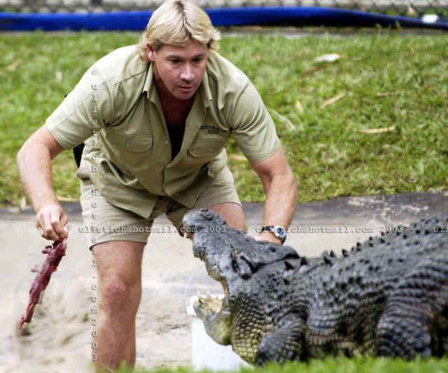 Стив Ирвин охотник за крокодилами