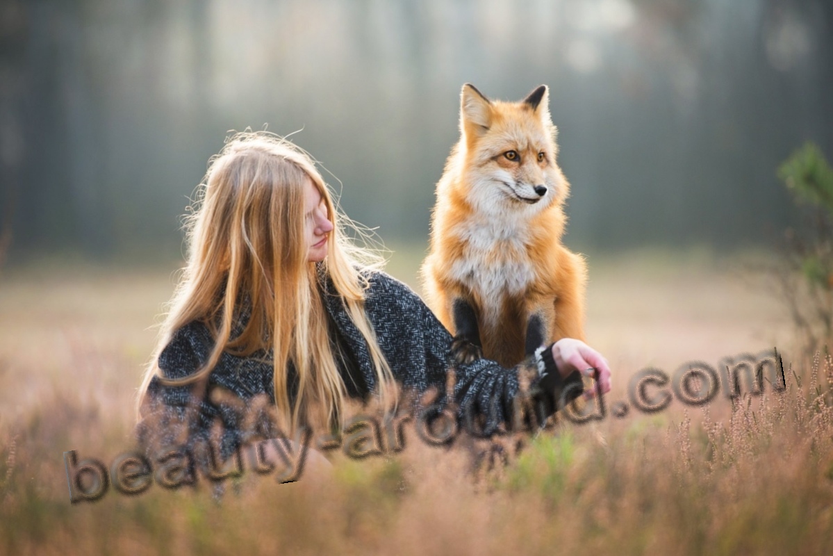 Pet Fox photo
