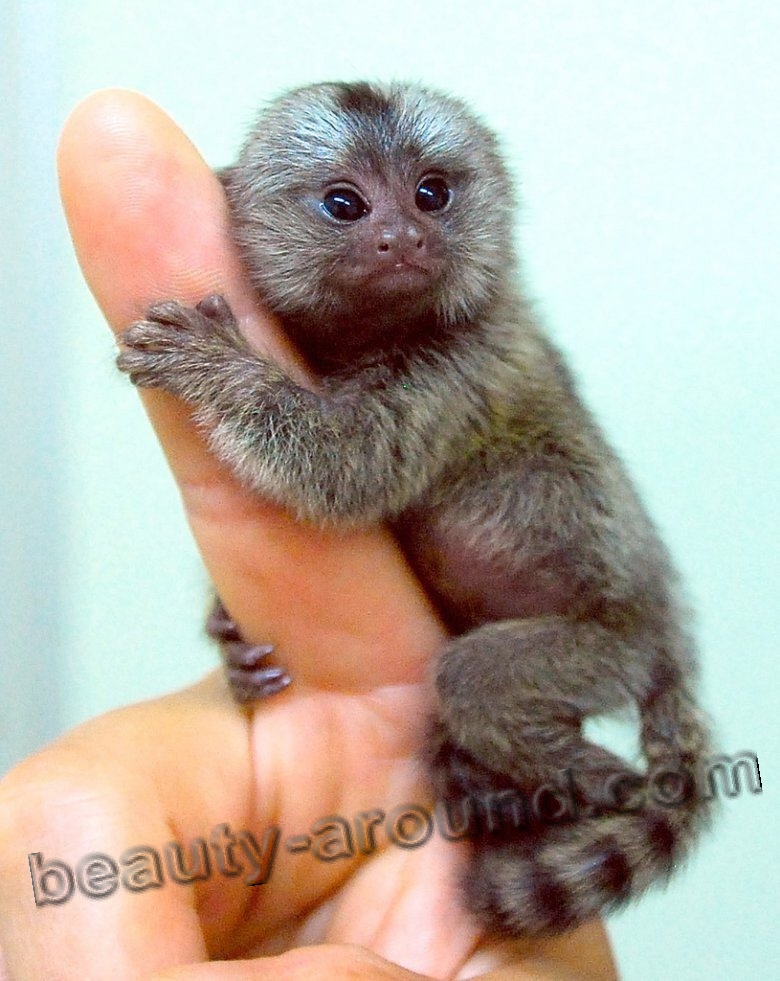Cheerful Pygmy Marmoset (Dwarf Monkey) pic