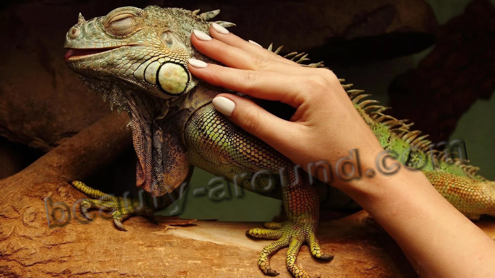 Green Iguana photo