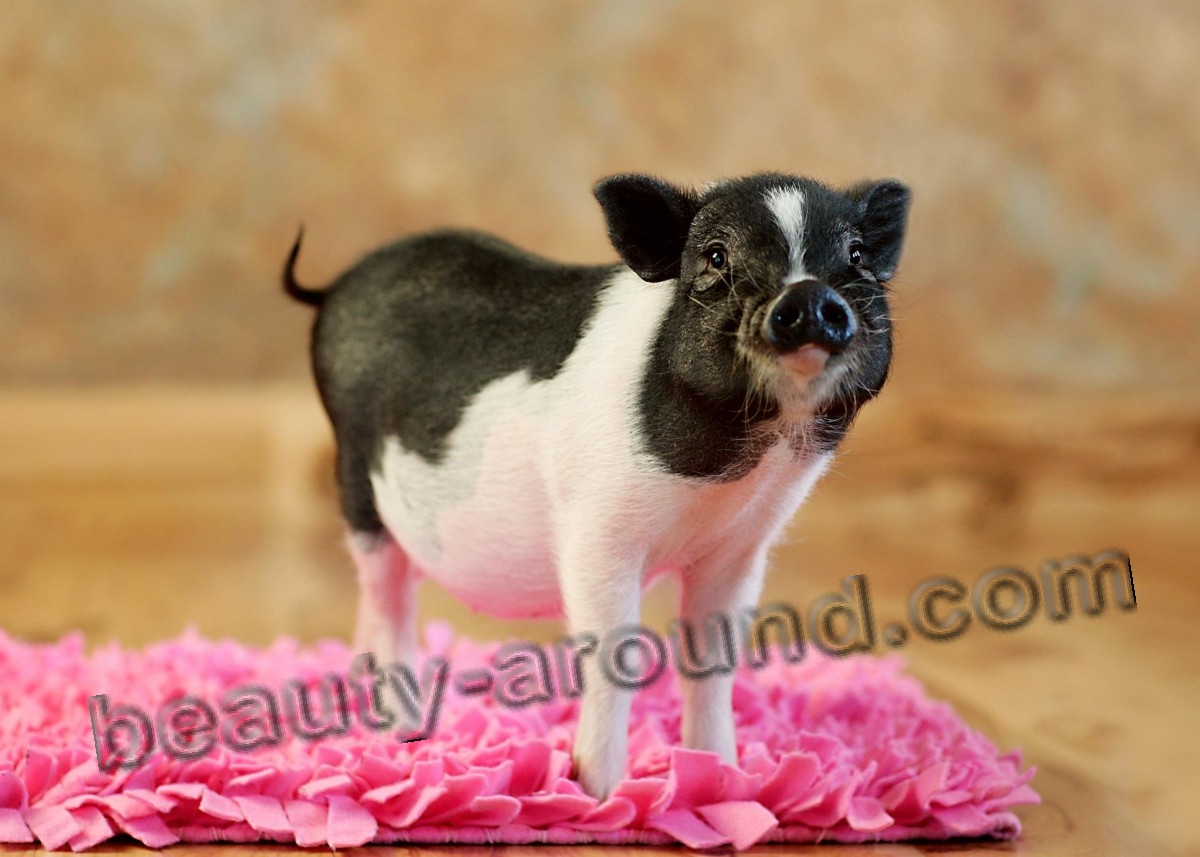 Dwarf Pig (Mini Pig) photo