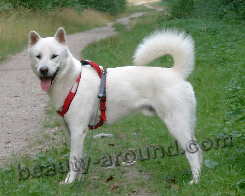 Kishu-ken beautiful Japanese white dog photo