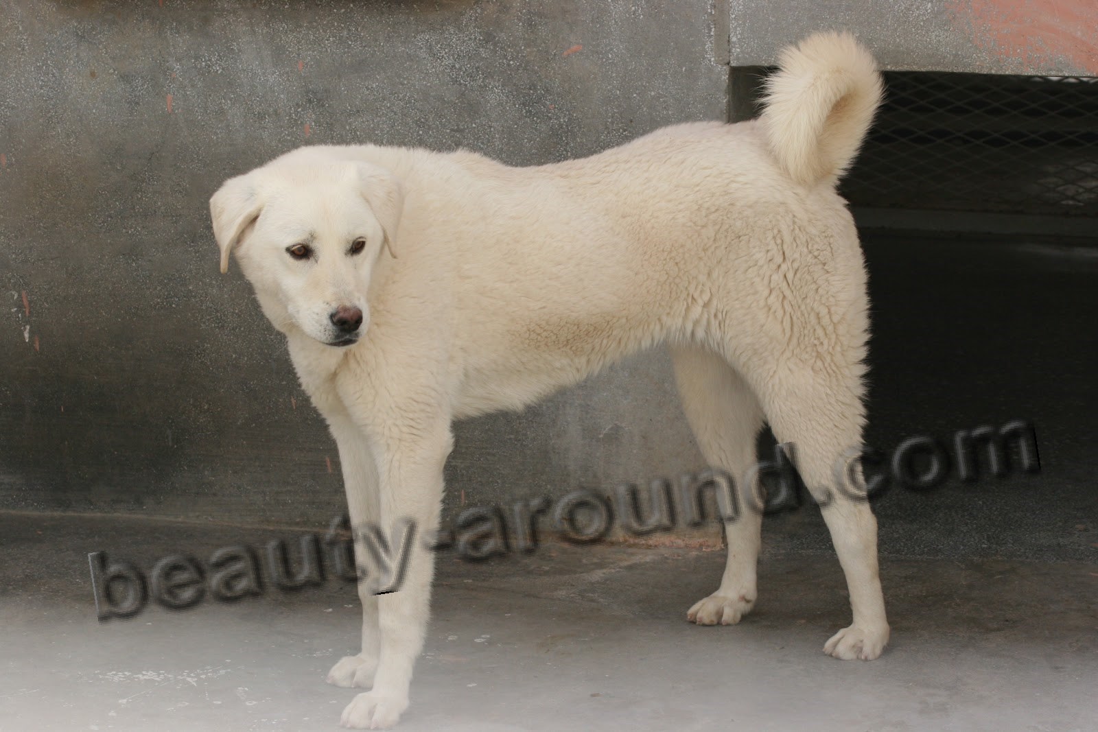 Akbash is very beautiful Turkey white dog photo