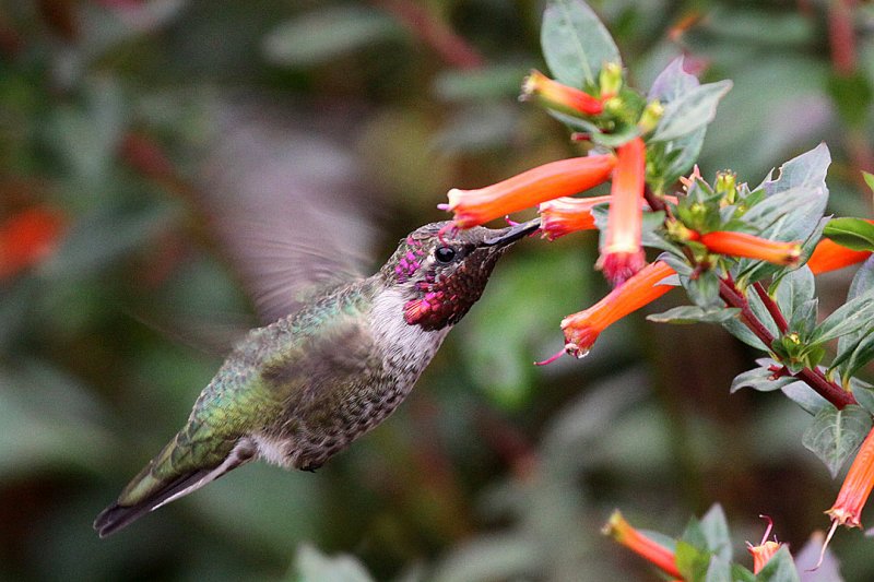beautiful humming birds with photos