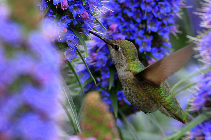 красивые фотографии колибри