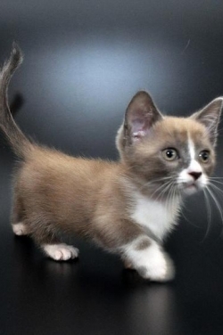 The best smallest cat breed