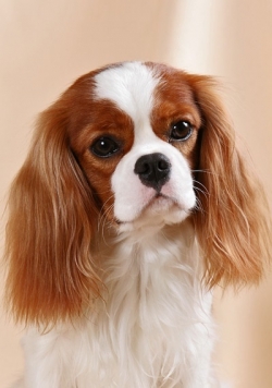 Spaniel Breeds: All the Truth About