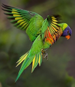 Удивительные австралийские попугаи